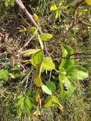 Bauhinia curvula