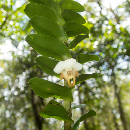 Dendrobium ellipsophyllum, photograph 1