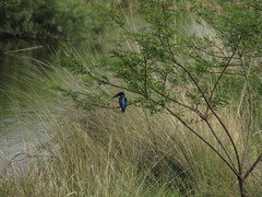 Alcedo semitorquata