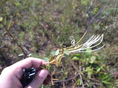 Bauhinia curvula