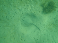 Trygonoptera testacea