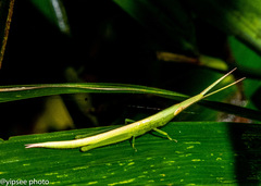 Acrida cinerea