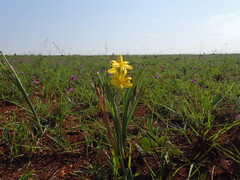Hypoxis acuminata