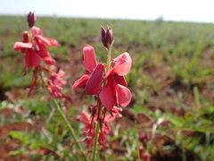 Indigofera hilaris