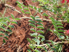 Indigofera hilaris