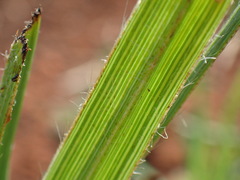 Hypoxis acuminata