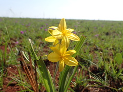 Hypoxis acuminata