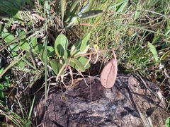 Kielmeyera variabilis