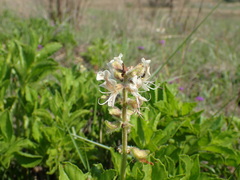Ocimum obovatum