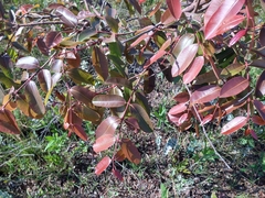 Hancornia speciosa
