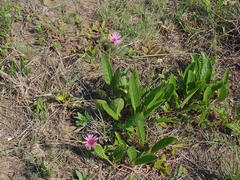 Gerbera viridifolia