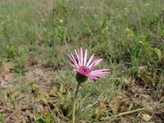 Gerbera viridifolia