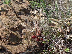 Lannea edulis edulis