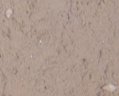 Buccinidae