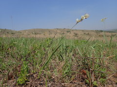 Chlorophytum cooperi
