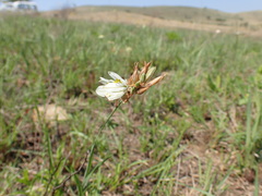 Chlorophytum cooperi