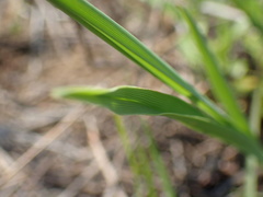 Chlorophytum cooperi