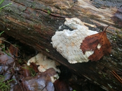 Calcipostia guttulata