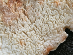 Calcipostia guttulata