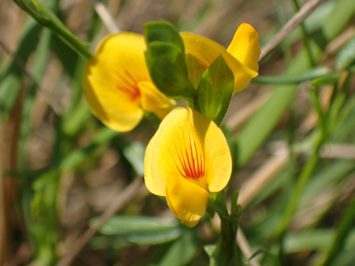 Image of Zornia milneana by (c) Mahomed Desai, some rights reserved (CC BY)