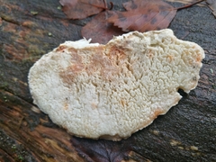Calcipostia guttulata