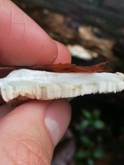 Calcipostia guttulata