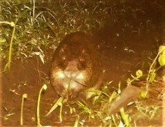 Thryonomys swinderianus