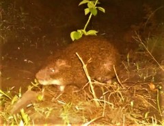 Thryonomys swinderianus