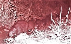 Thryonomys swinderianus