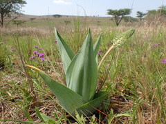 Ledebouria zebrina