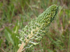 Ledebouria zebrina