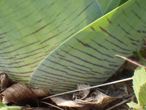 Image of Ledebouria zebrina by (c) Mahomed Desai, some rights reserved (CC BY)