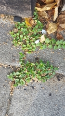 Veronica serpyllifolia serpyllifolia