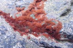 Rhodochorton purpureum