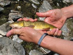 Catostomus occidentalis