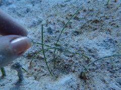 Bunodeopsis globulifera