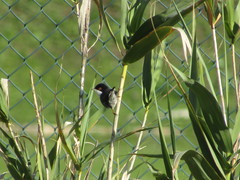 Curruca melanocephala
