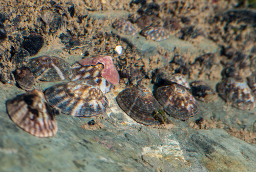Tortoiseshell Limpet
