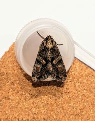 Dryobotodes tenebrosa