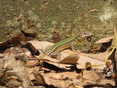 Podarcis bocagei