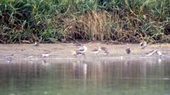 Calidris pugnax