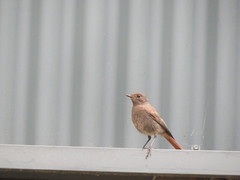 Phoenicurus ochruros