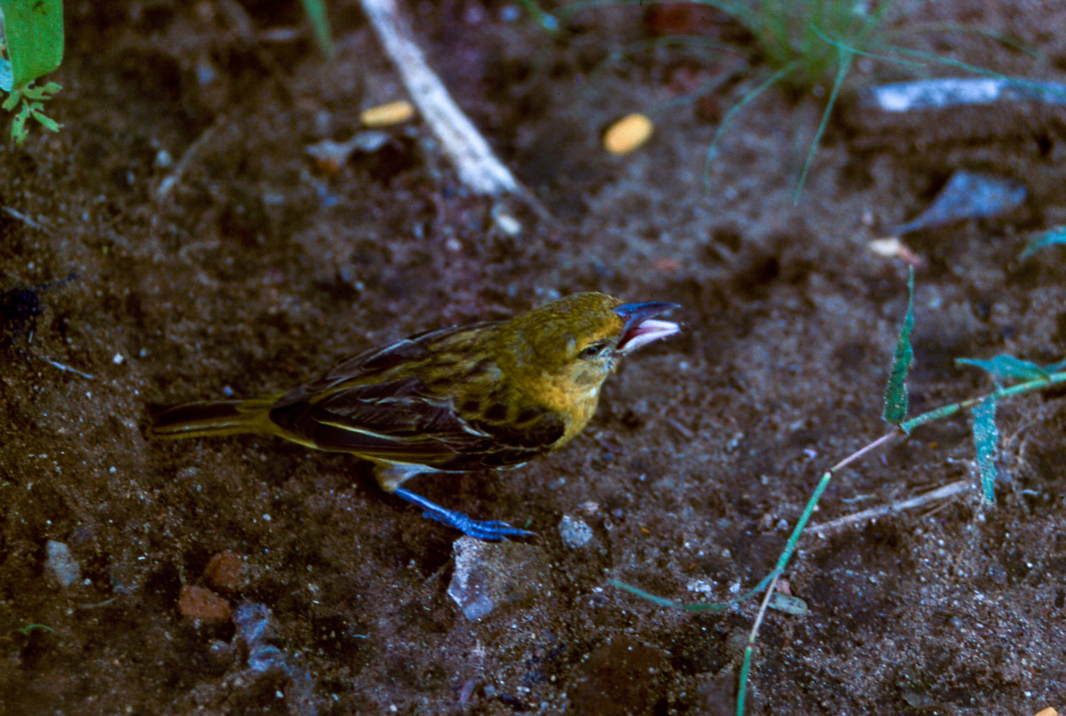 Southern Brown-throated Weaver illustration