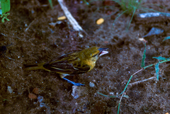 Ploceus xanthopterus