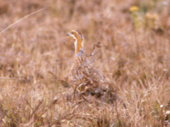 Scleroptila levaillantii