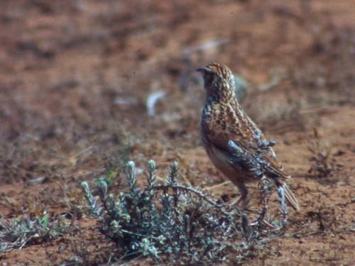 Plateau Lark (Corypha nigrescens), photo 10