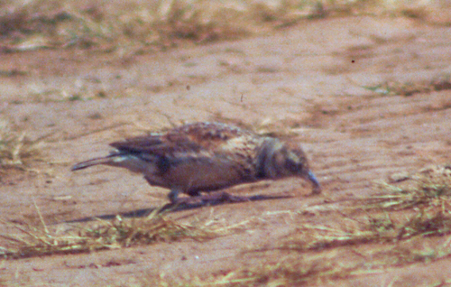 Plateau Lark (Corypha nigrescens), photo 9
