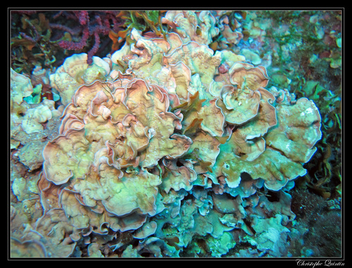 Representative image of Mesophyllum lichenoides