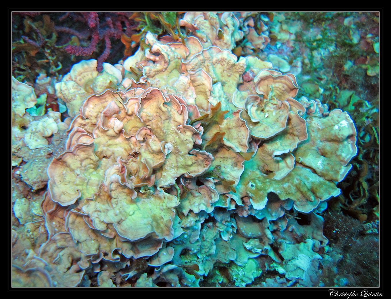 Mesophyllum lichenoides
