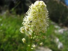 Toxicoscordion venenosum venenosum